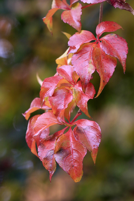 Autumn Foliage