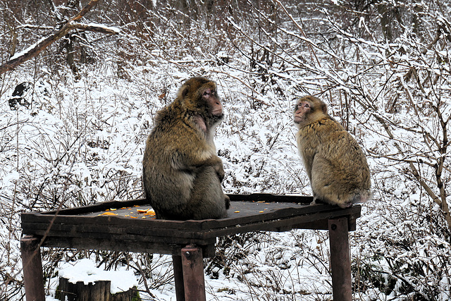 Berberaffen im Schnee