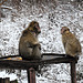 Berberaffen im Schnee