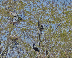 A Rookery