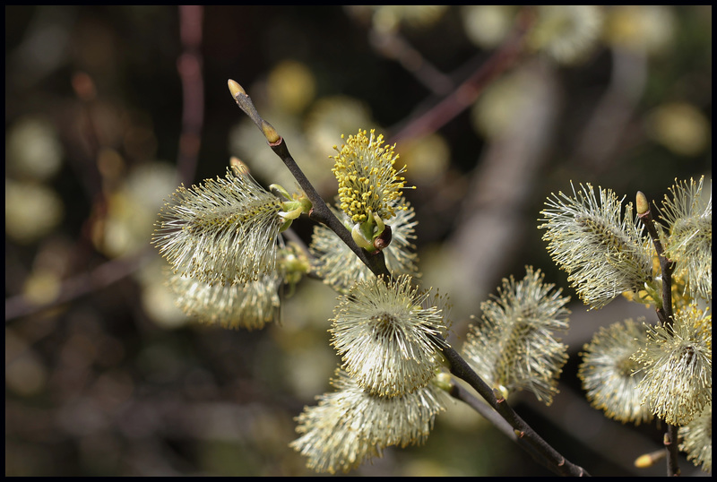 Salix caprea