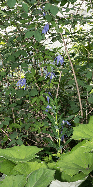 Clematis alpina, Alpenrebe - 2015-06-12--D4 DSC2502