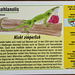 20150911 8833VRAw [D~HF] Rotkehlanolis (Anolis carolinensis), Tierpark, Herford