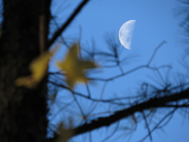 Moon and sweet-gum leaf