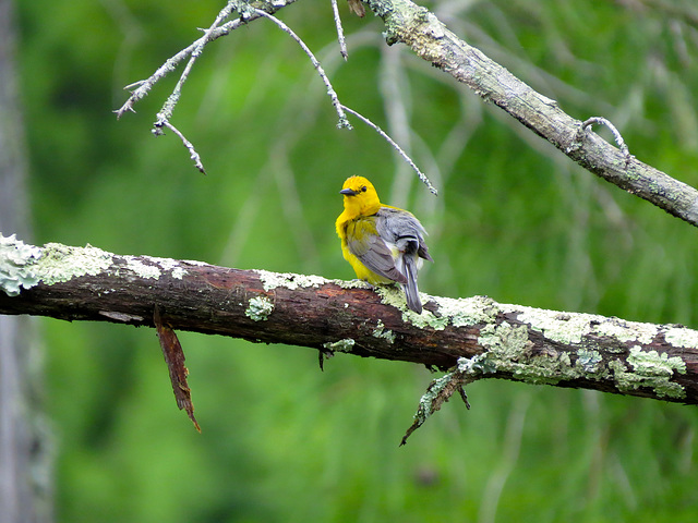 Prothonotary warbler