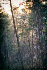 Forêt de Fontainebleau