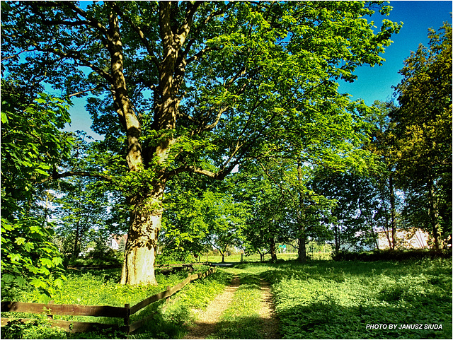 spring in the park...