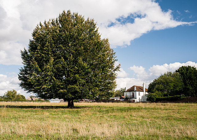 Avebury- Tree