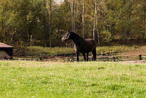 Pferd