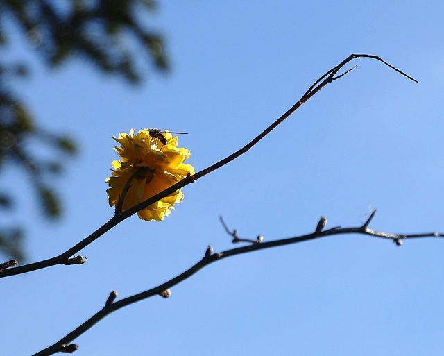 winter pollination