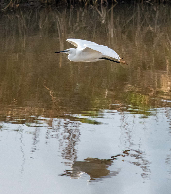 Little egret