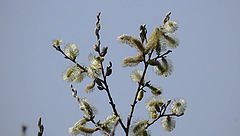 20200408 7108CPw [D~MI] Sal-Weide (Salix caprea), Großes Torfmoor, Hille