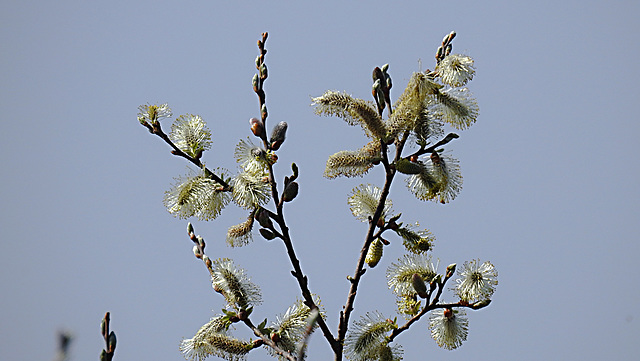 20200408 7108CPw [D~MI] Sal-Weide (Salix caprea), Großes Torfmoor, Hille