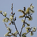 20200408 7108CPw [D~MI] Sal-Weide (Salix caprea), Großes Torfmoor, Hille