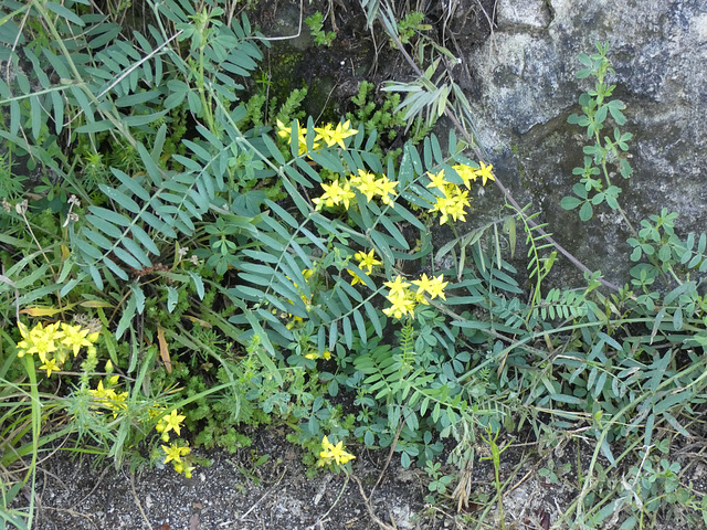 Pflanzen am Weg