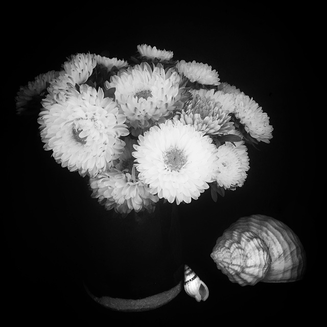 flowers 1