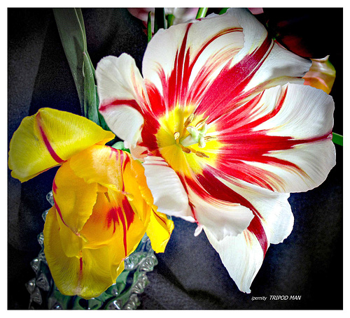 Tulpenzeit