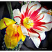 Tulpenzeit