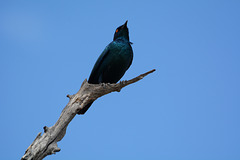 Zimbabwe, The Purple Starling in Hwange National Park