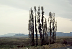 Poplar landscape