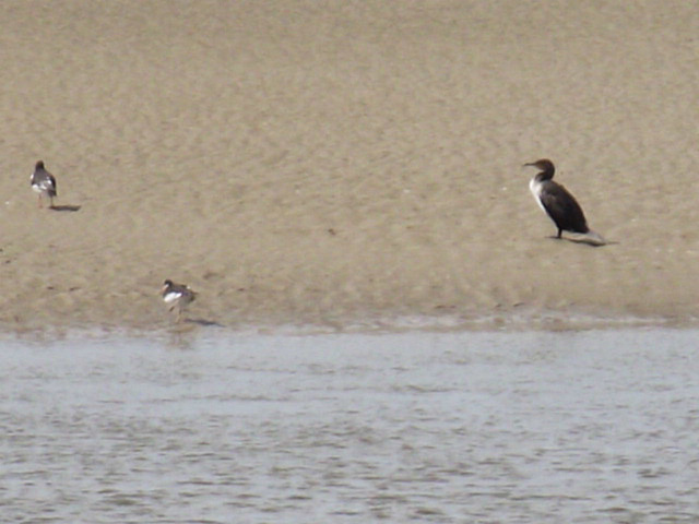 Cormorant and sand pipers