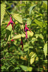 Fuchsia Riccartonii (2)