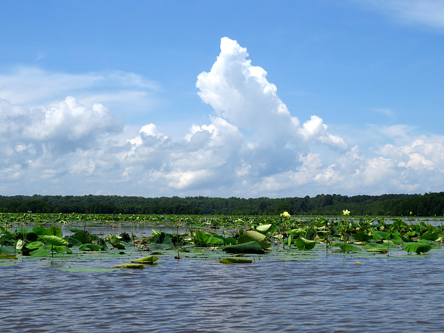 Bluff Lake