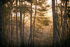 Forêt de Fontainebleau