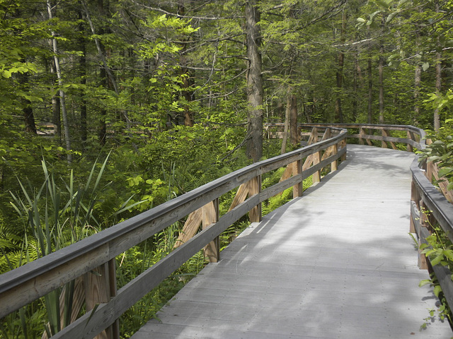 More boardwalk--wheelchair accessible trail