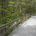 More boardwalk--wheelchair accessible trail