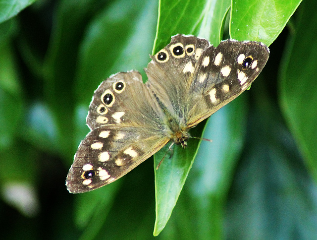 Speckled Wood