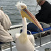 A seriously large pelican