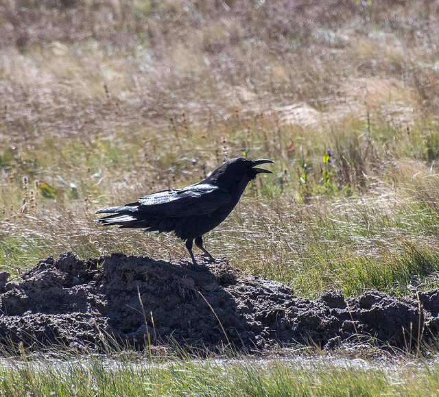 The crow landed beside the road in Valles caldera