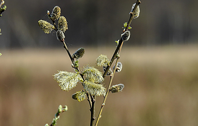 20200408 7109CPw [D~MI] Sal-Weide (Salix caprea), Großes Torfmoor, Hille