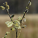 20200408 7109CPw [D~MI] Sal-Weide (Salix caprea), Großes Torfmoor, Hille