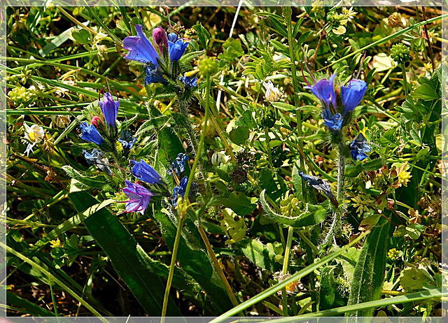 Vipérine commune ou Echium vulgare L ? à la plage