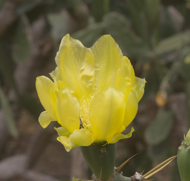 IMG 1975 Cactus Flower-1-1