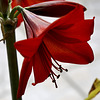 Amaryllis