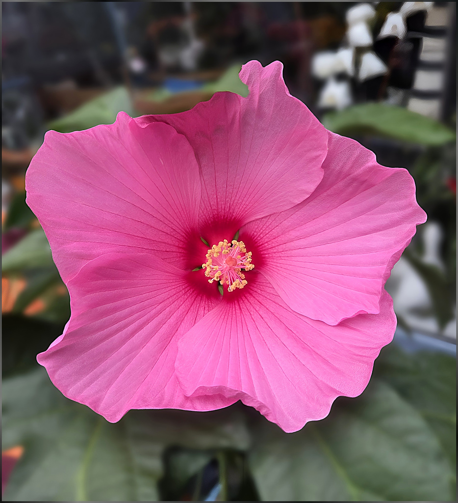 Hibiskus