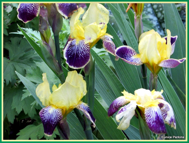 Irises