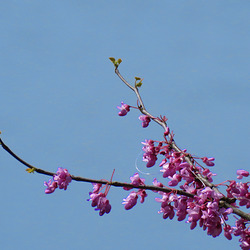 Redbud Redbud