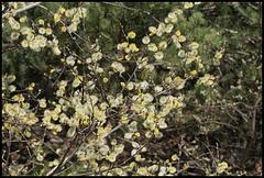 Salix caprea