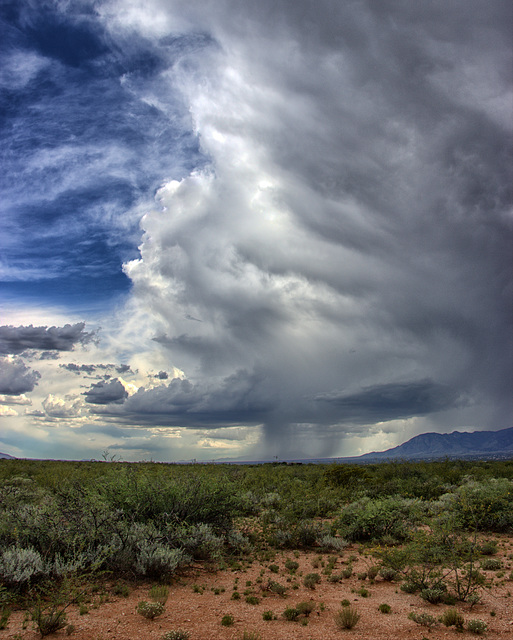 The Monsoon Today