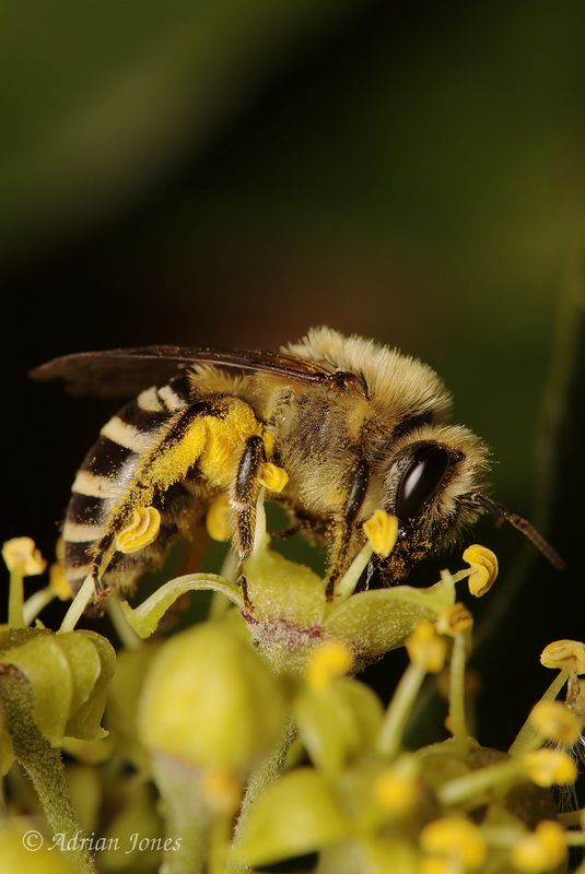 Colletes hederae
