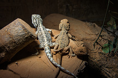 20150911 8834VRAw [D~HF] Reptil, Tierpark, Herford