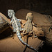 20150911 8834VRAw [D~HF] Reptil, Tierpark, Herford