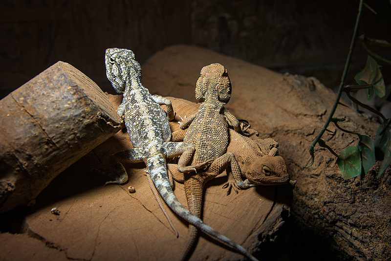 20150911 8834VRAw [D~HF] Reptil, Tierpark, Herford