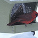 Northern Cardinal