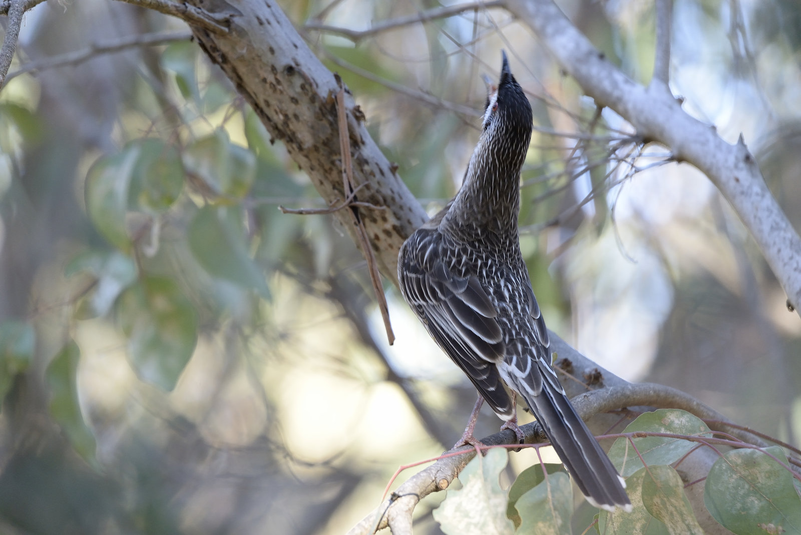 Red Wattle bird Calling