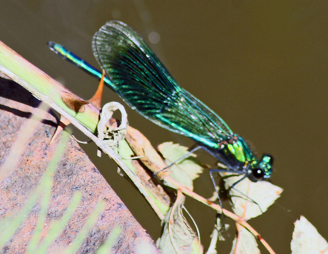 Damselfly 2